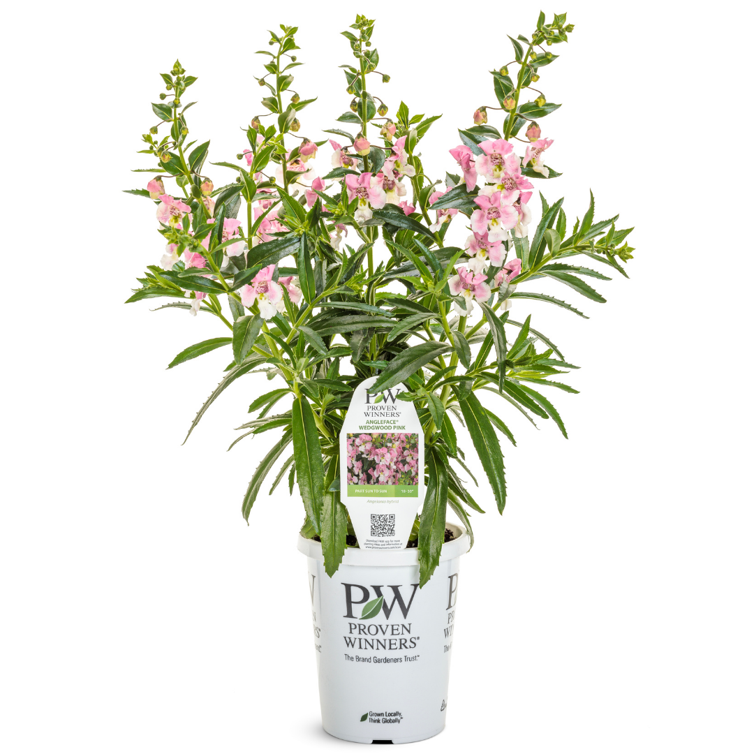 PW Angelonia, Angelface Wedgewood Pink, 4.5