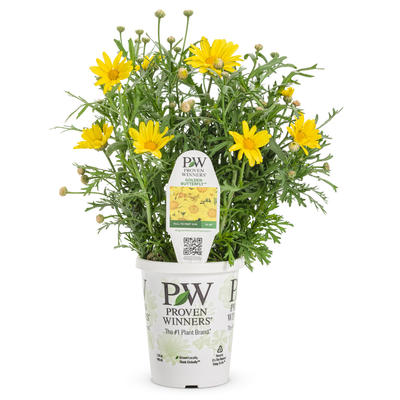 PW Argyranthemum, Golden Butterfly, 4.5