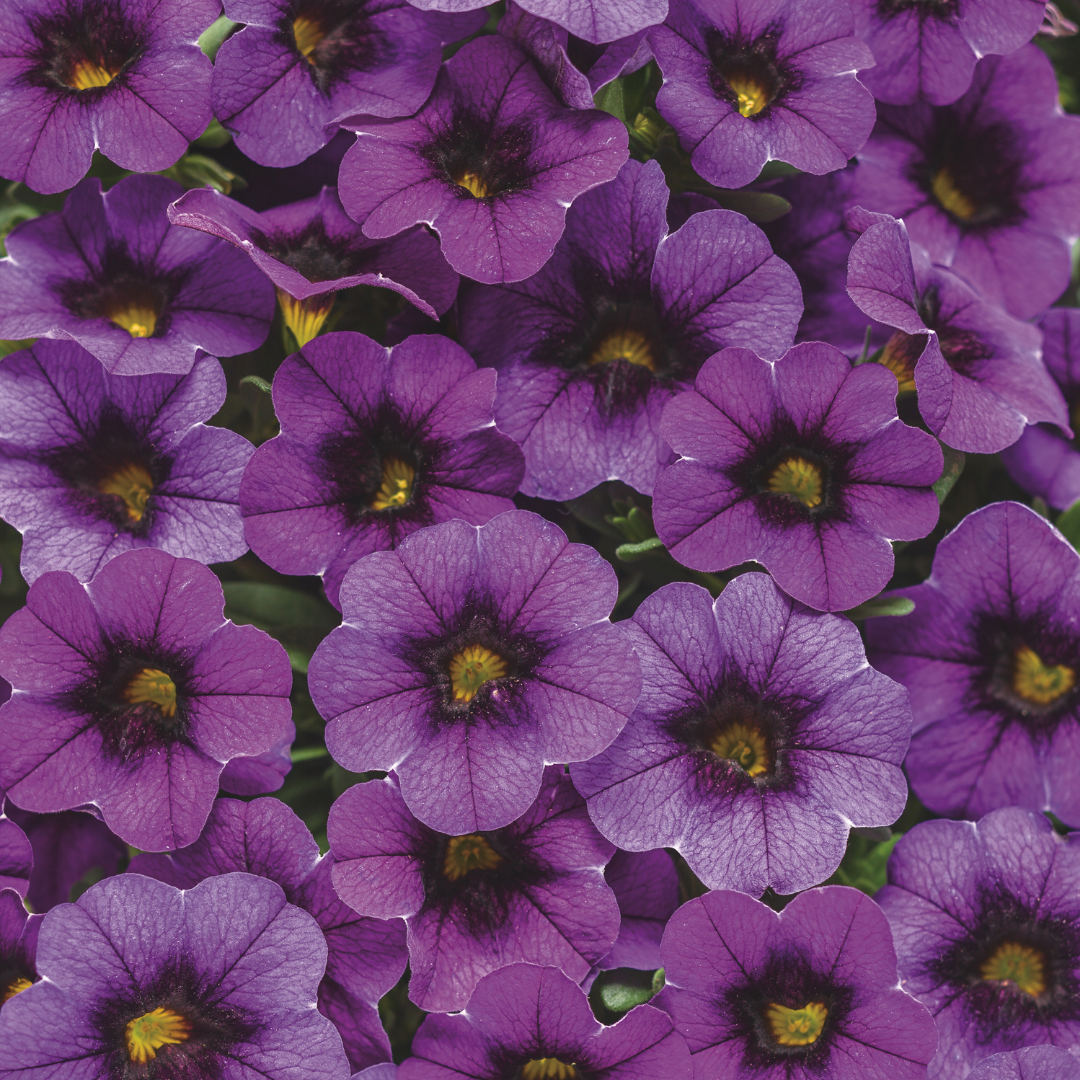 PW Calibrachoa, Superbells Grape Punch, 4.5