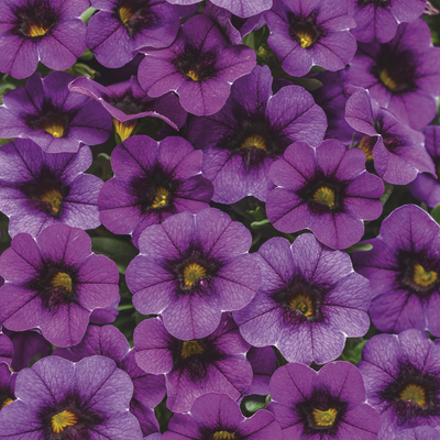 PW Calibrachoa, Superbells Grape Punch, 4.5