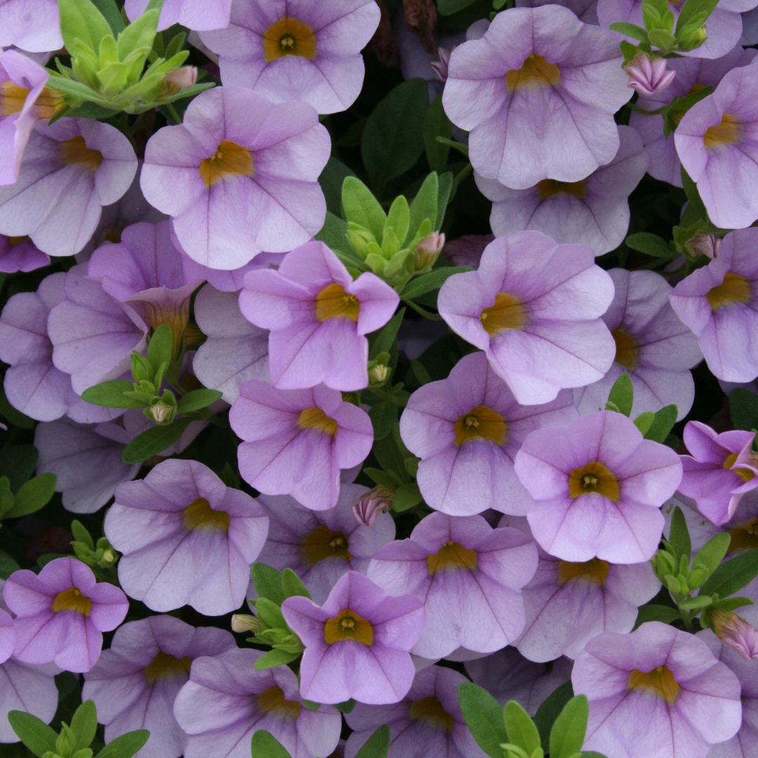 PW Calibrachoa, Superbells Miss Lilac, 4.5