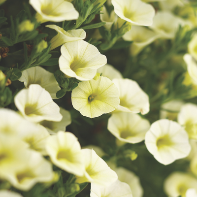 PW Calibrachoa, Superbells Yellow Chiffon, 4.5