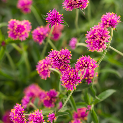 PW Gomphrena, Truffala Pink, 4.5