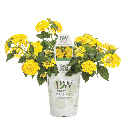 PW Lantana, Luscious Citron, 4.5