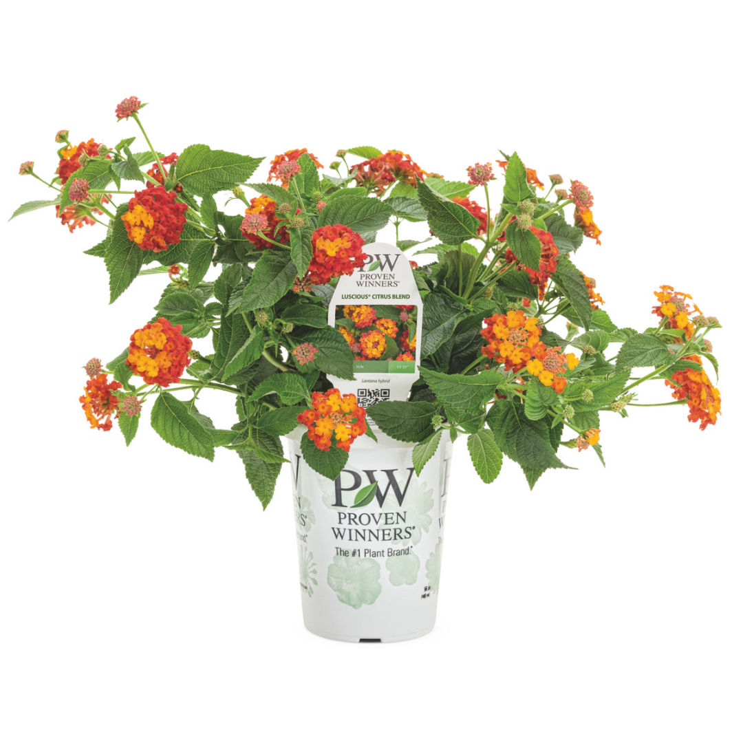 PW Lantana, Luscious Citrus Blend, 4.5