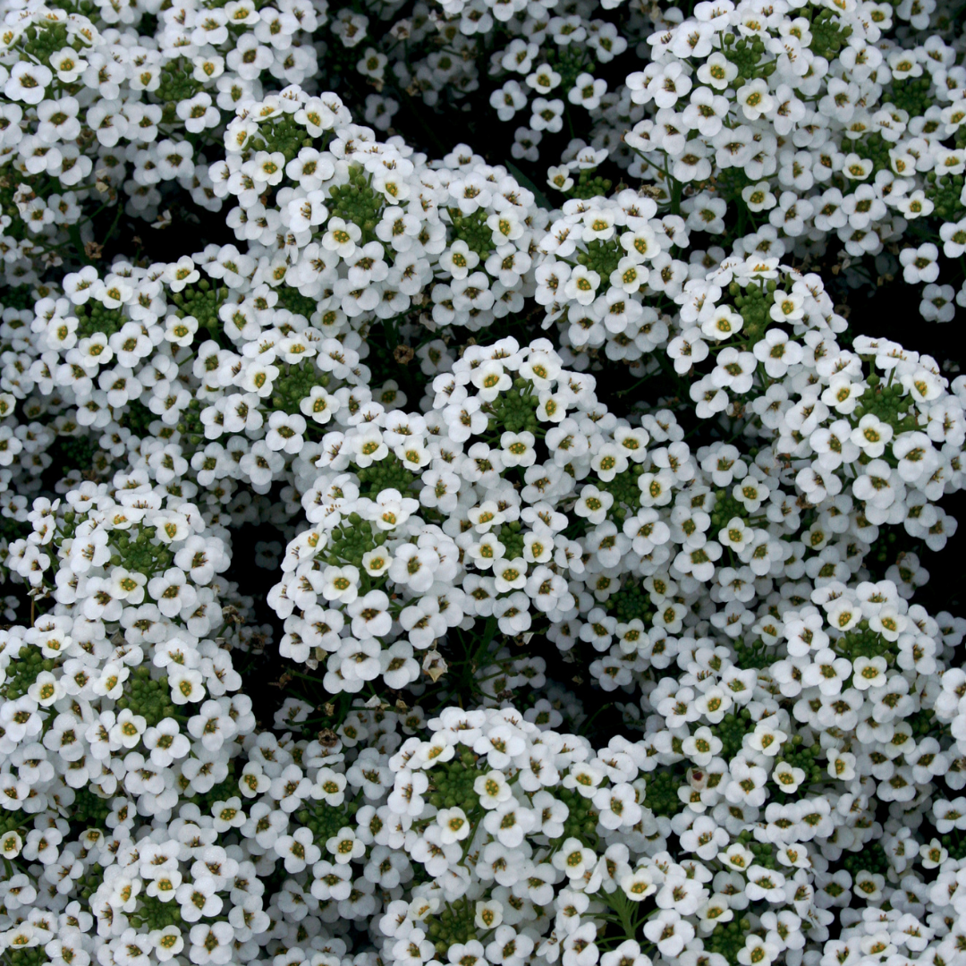 PW Lobularia, Snow Princess, 4.5