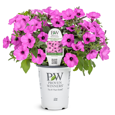 PW Petunia, Jazzberry Vista 4.5