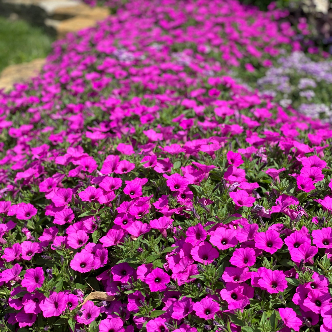 PW Petunia, Jazzberry Vista 4.5