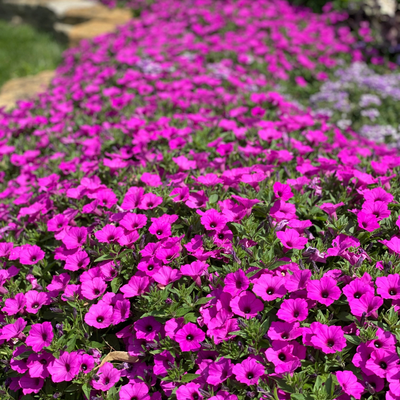 PW Petunia, Jazzberry Vista 4.5