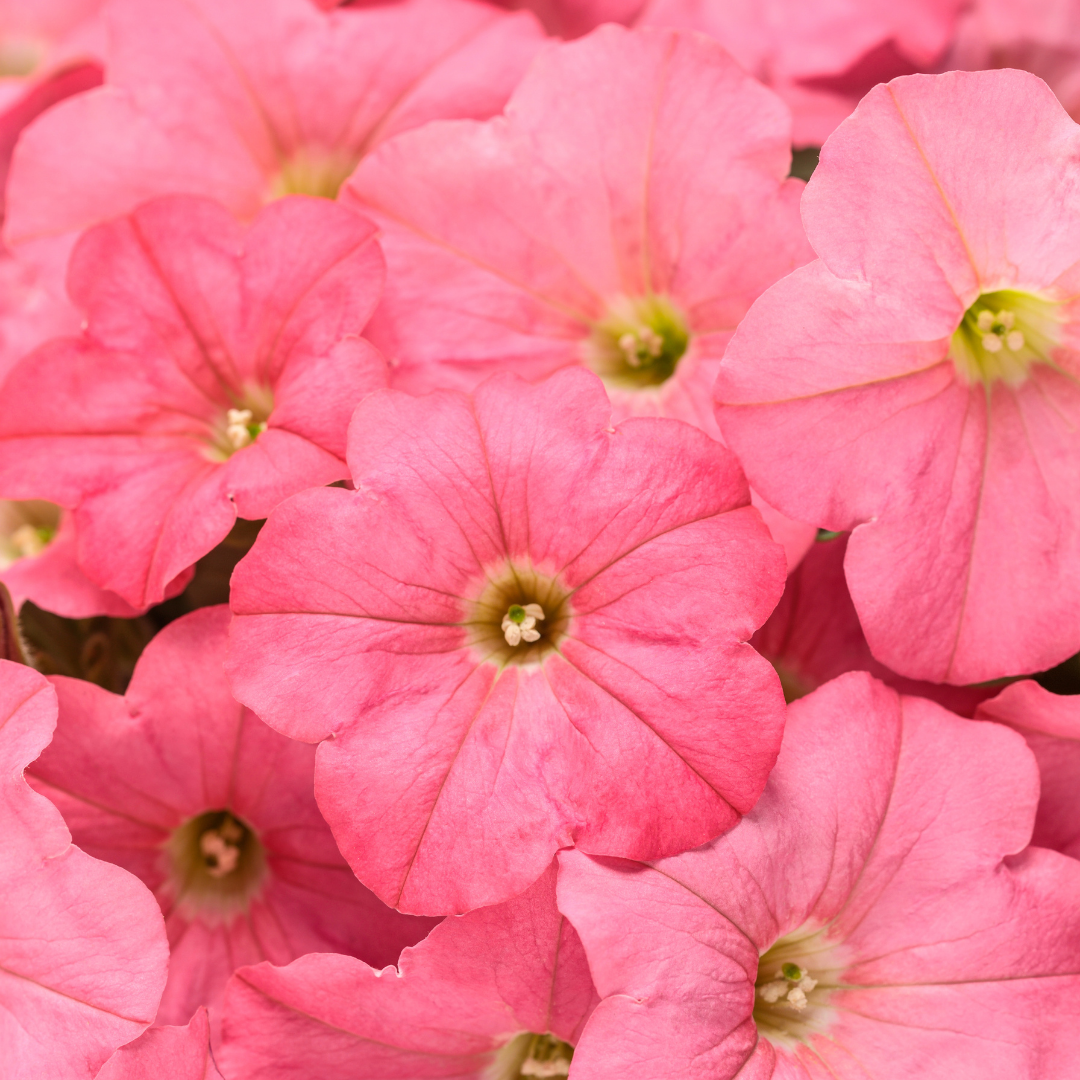 PW Petunia, Bermuda Beach Imp. 4.5