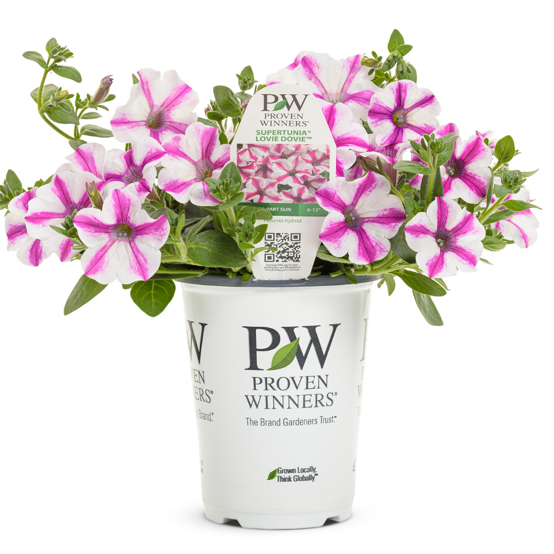 PW Petunia, Lovie Dovie 4.5