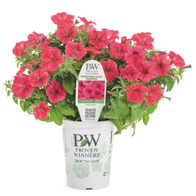 PW Petunia, Paradise Vista 4.5