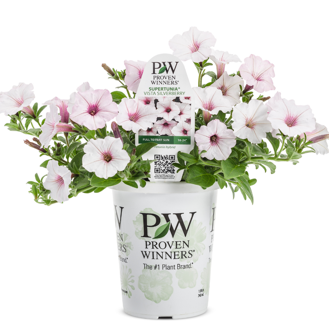 PW Petunia, Silverberry Vista 4.5