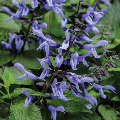 PW Salvia, Rockin' Blue Suede Shoes, 4.5