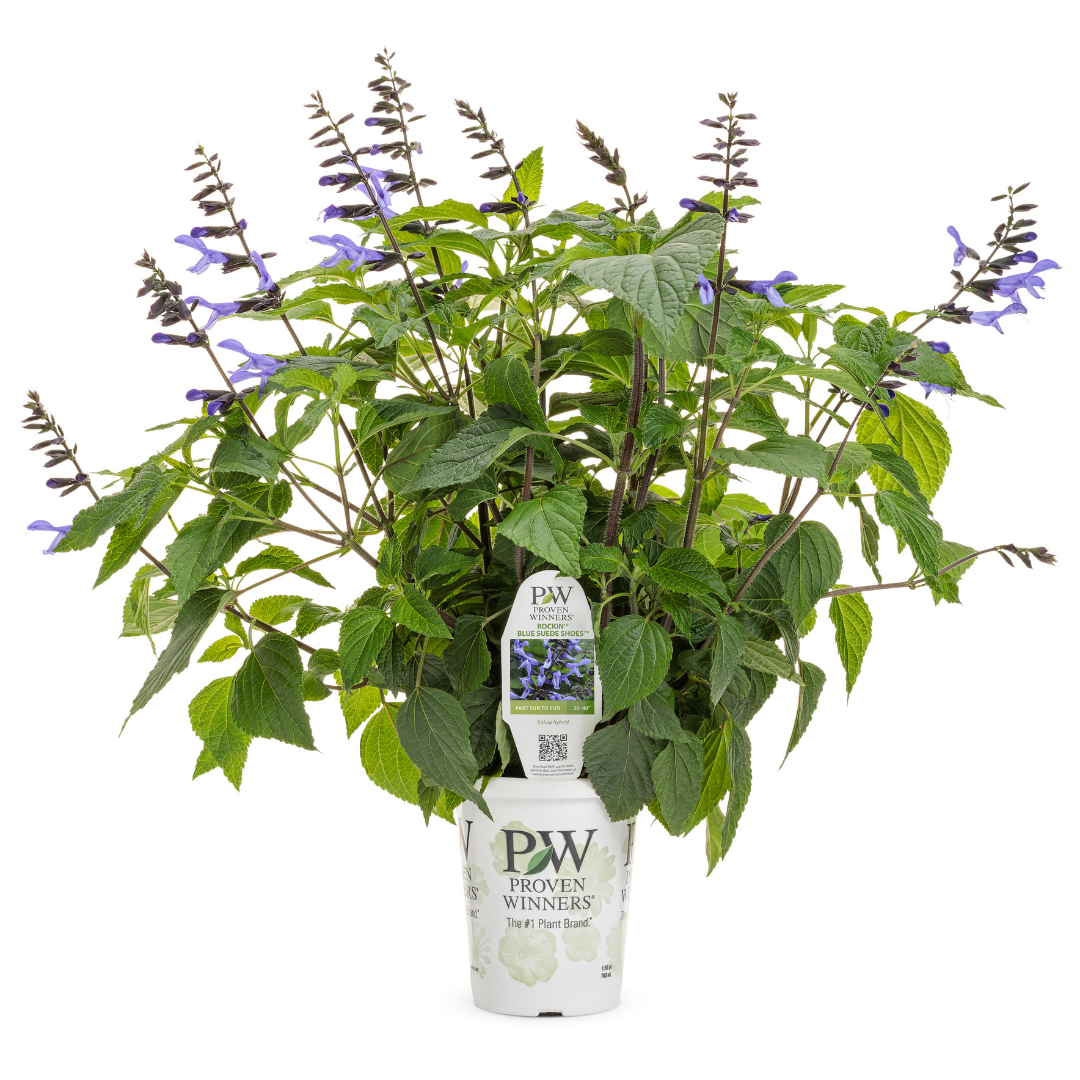 PW Salvia, Rockin' Blue Suede Shoes, 4.5