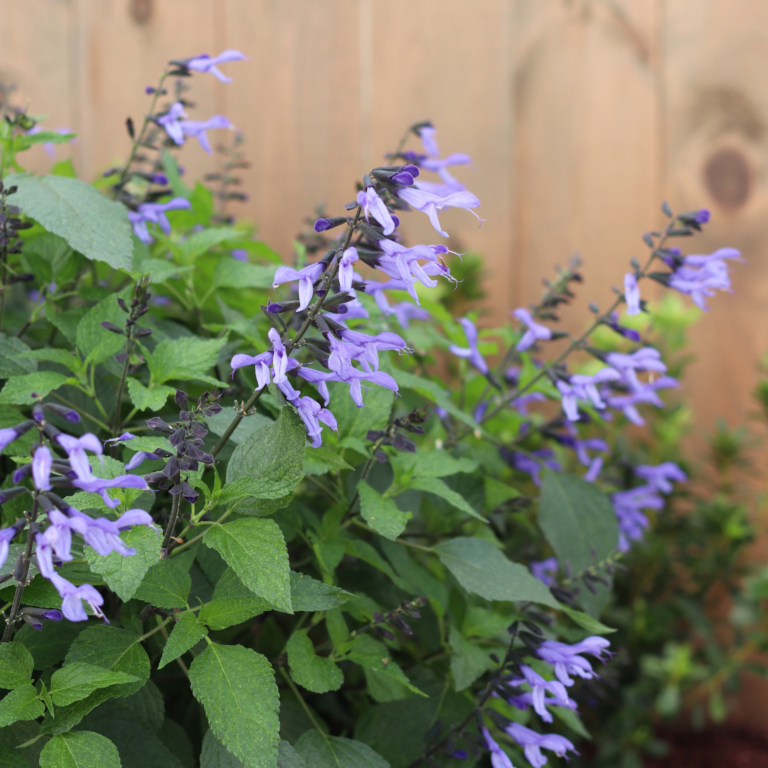 PW Salvia, Rockin' Blue Suede Shoes, 4.5