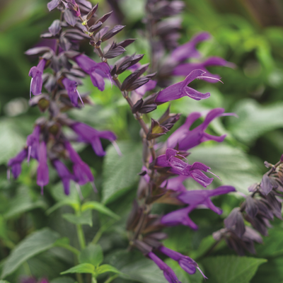 PW Salvia, Rockin' Deep Purple Imp., 4.5