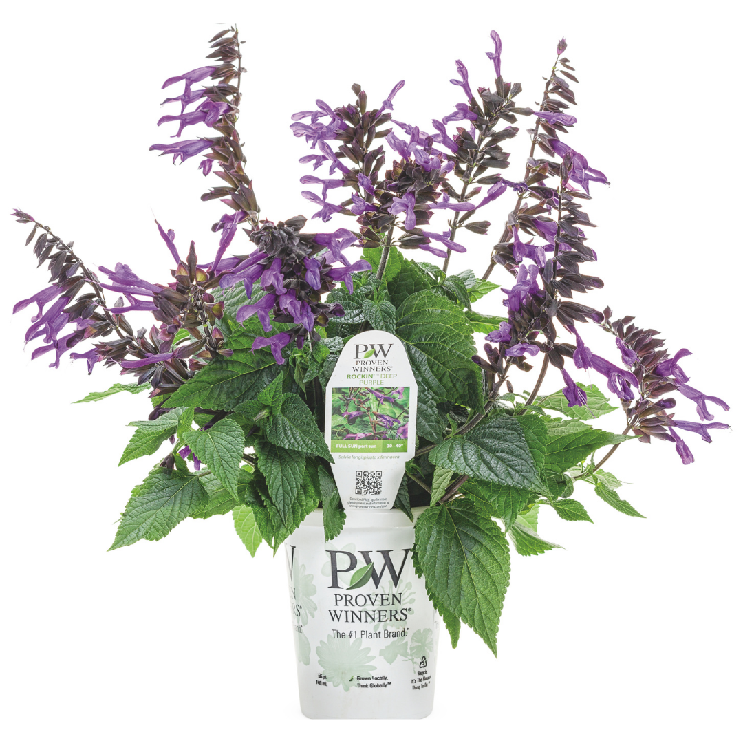 PW Salvia, Rockin' Deep Purple Imp., 4.5