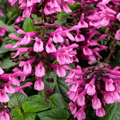 PW Salvia, Unplugged Pink, 4.5