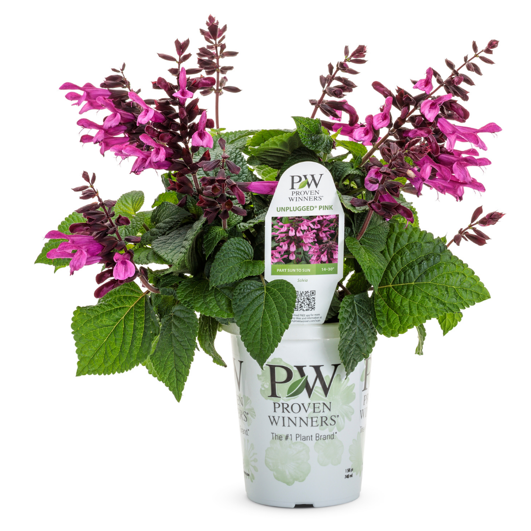 PW Salvia, Unplugged Pink, 4.5