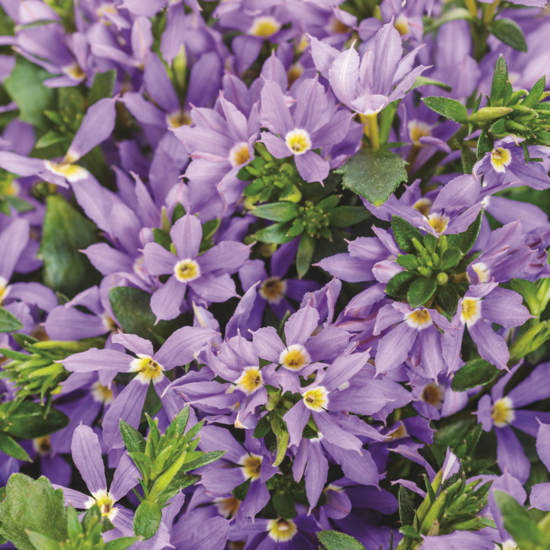 PW Scaevola, Stardiva Blue, 4.5