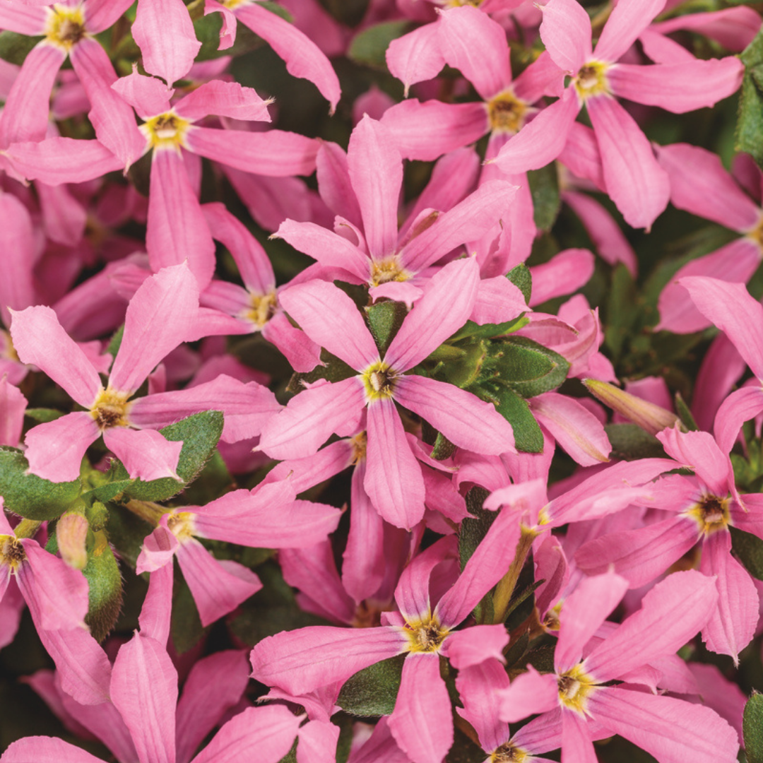 PW Scaevola, Stardiva Pink, 4.5