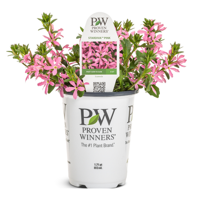 PW Scaevola, Stardiva Pink, 4.5