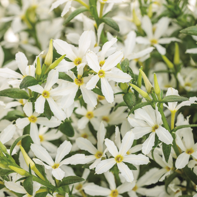 PW Scaevola, Stardiva White, 4.5