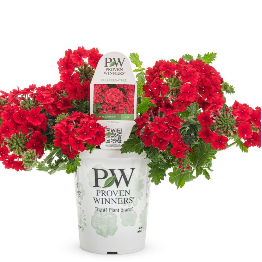 PW Verbena, Red Superbena, 4.5