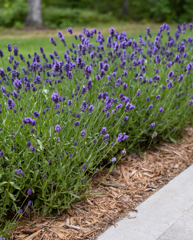 Lavandula Sweet Romance® PW #1