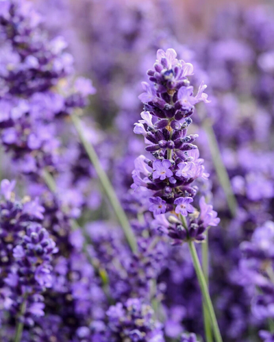 Lavandula Sweet Romance® PW #1