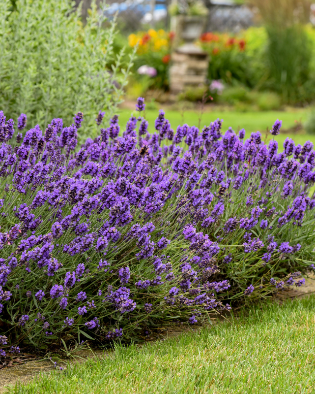 Lavandula Sweet Romance® PW #1