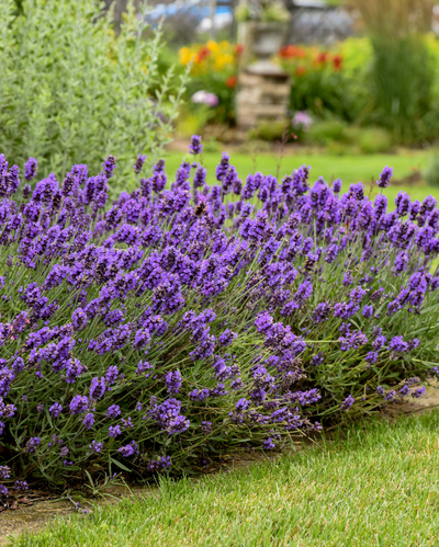 Lavandula Sweet Romance® PW #1