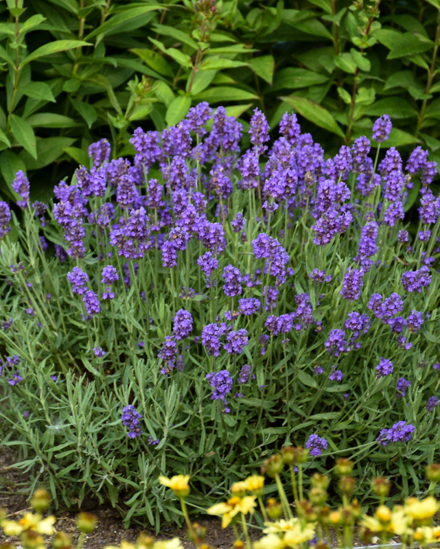 Lavandula Sweet Romance® PW #1