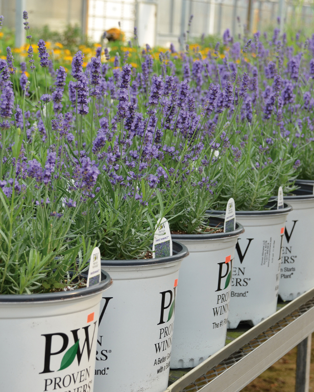 Lavandula Sweet Romance® PW #1