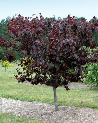 Cercis can. Black Pearl™ #10C Com.