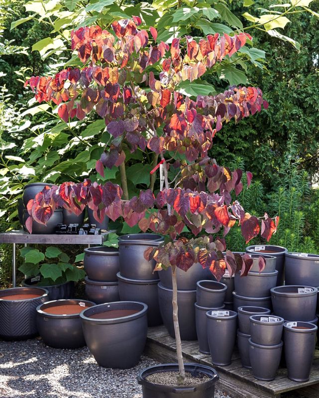 Cercis can. Black Pearl™ #10C Com.