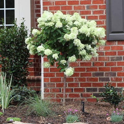 Hydrangea pan. Little Lime® Tree #10C Com.