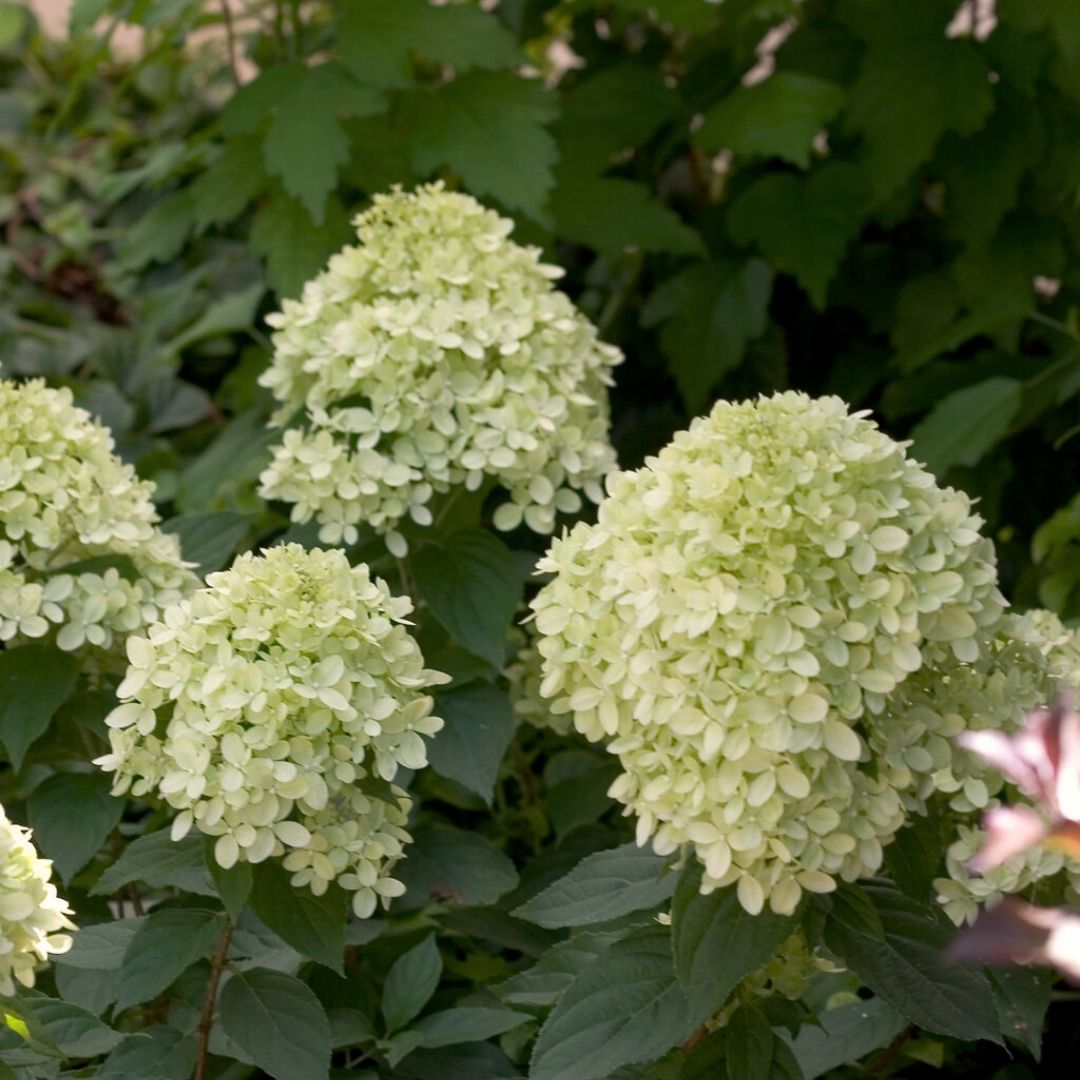 Hydrangea pan. Little Lime® Tree #10C Com.