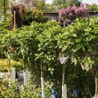 Hydrangea pan. Little Lime® Tree #10C Com.