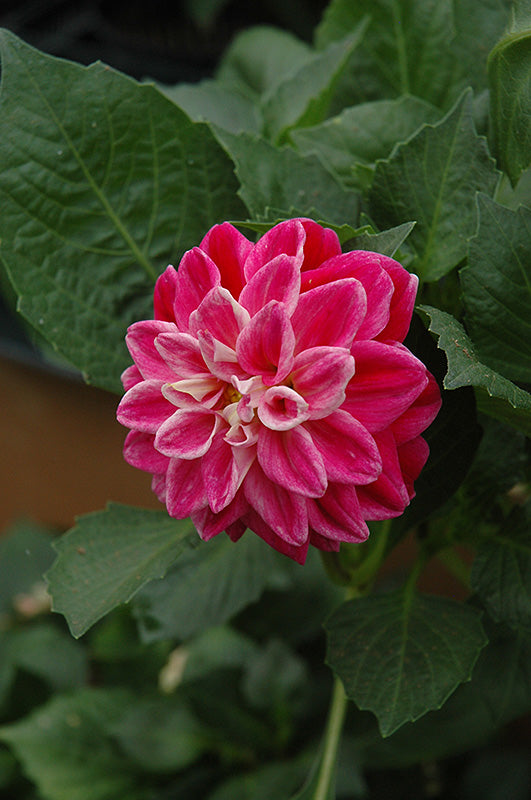 Dahlietta Louise (pink bicolor) 4.5