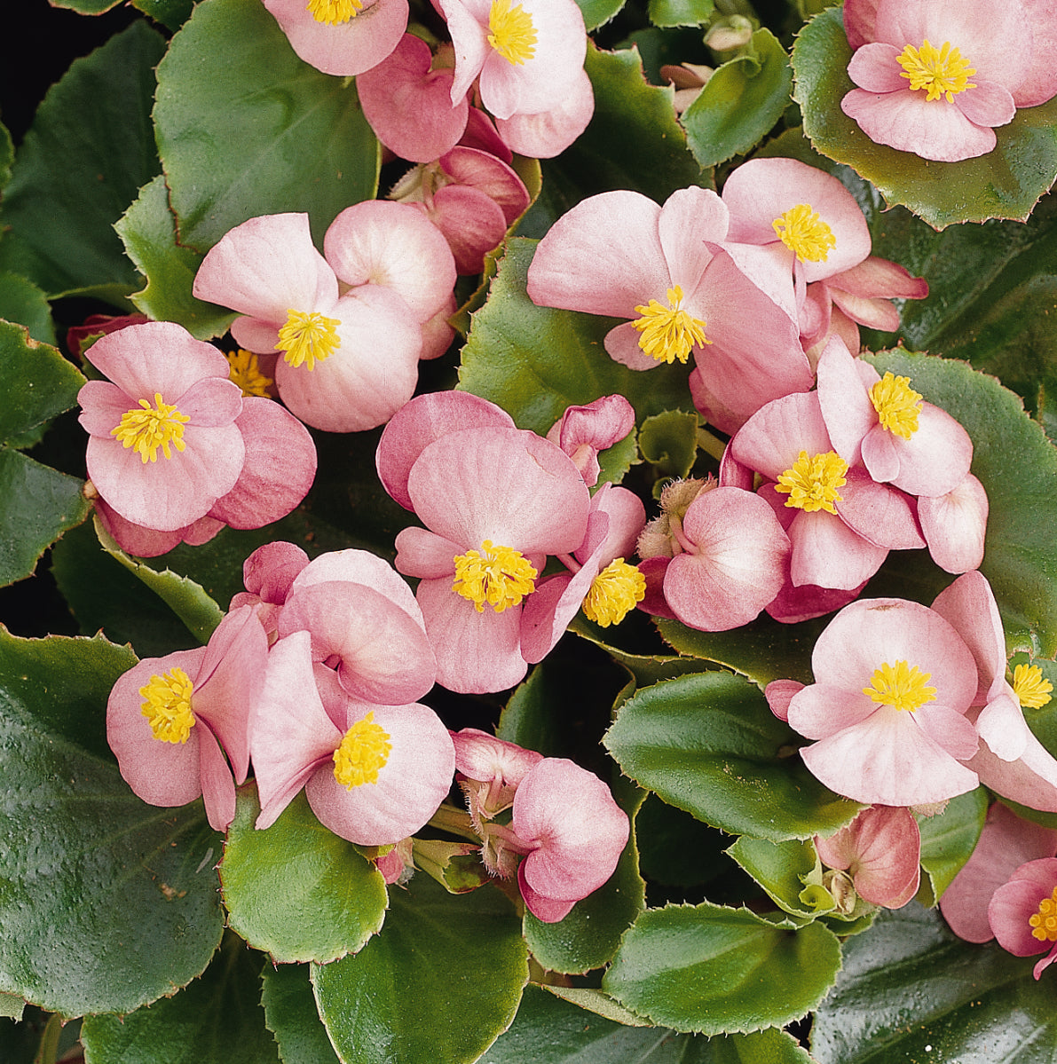 Green Leaf Pink Begonia Flat