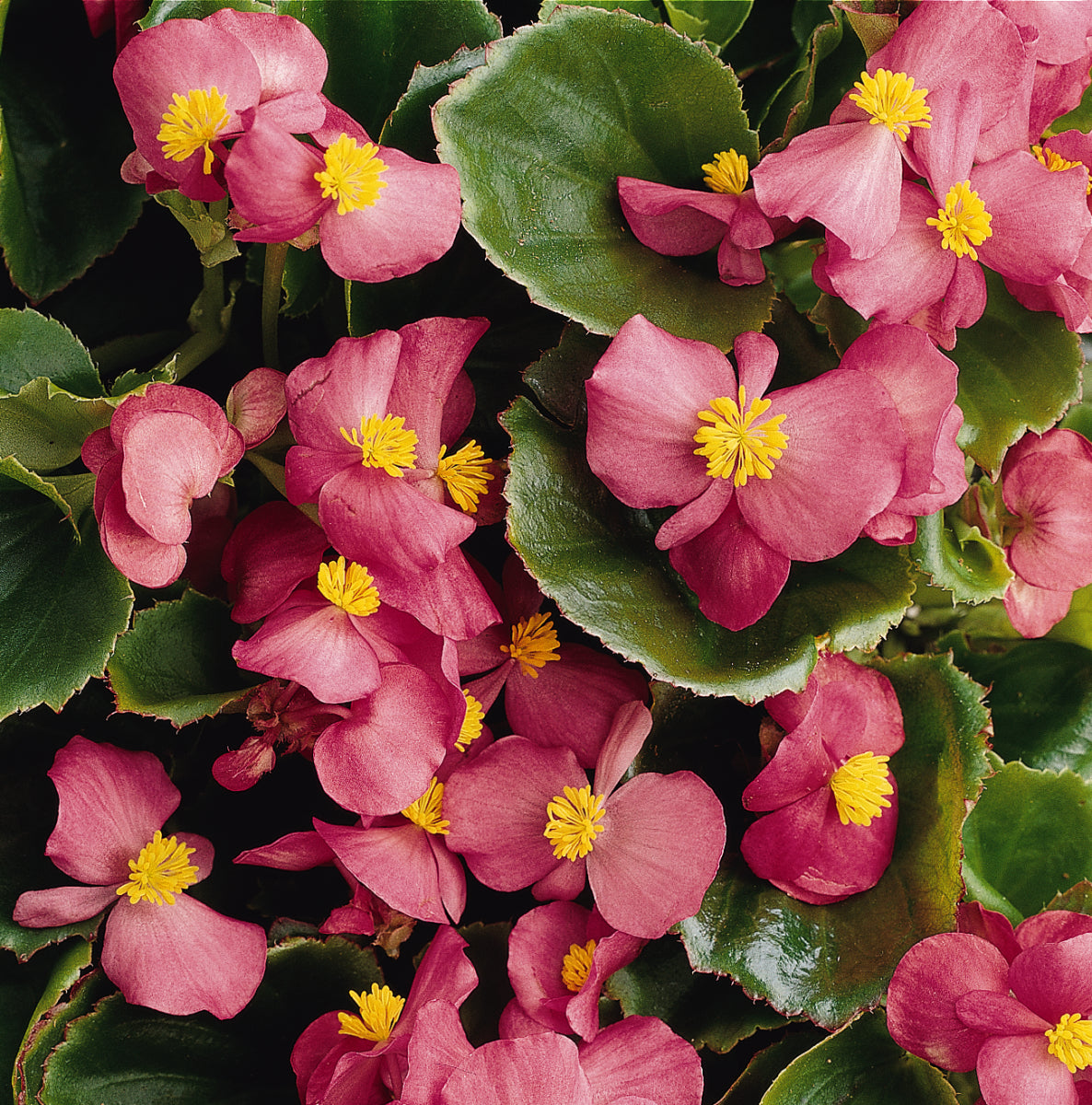 Green Leaf Rose Begonia Flat