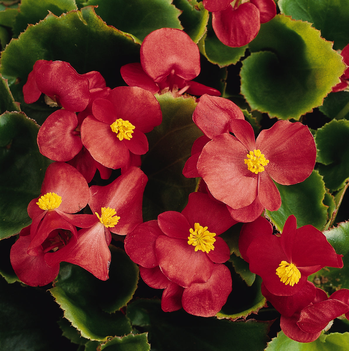 Green Leaf Scarlet Begonia Flat