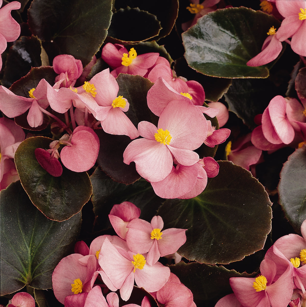 Dark Leaf Pink Begonia Flat