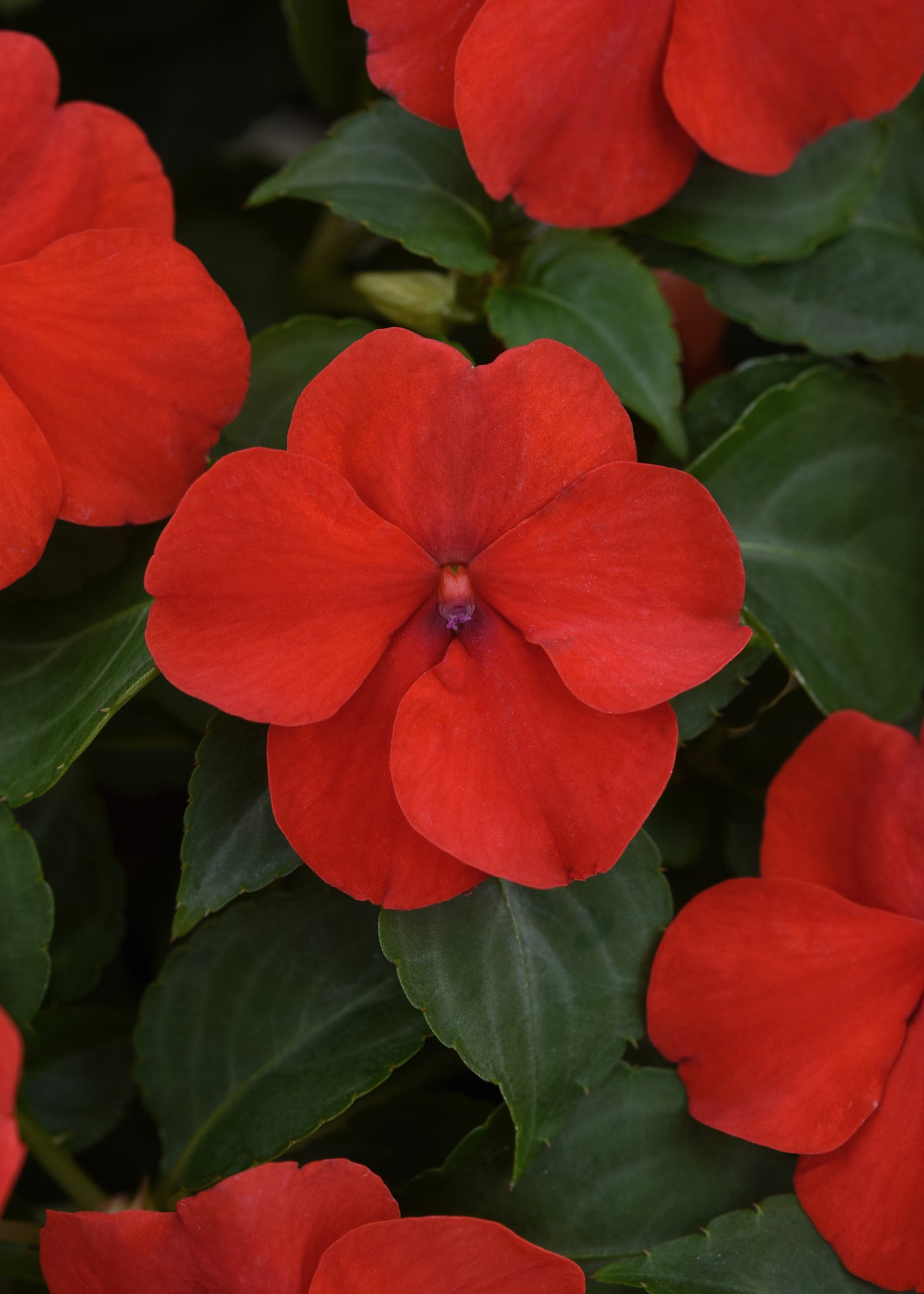 Beacon Bright Red Impatiens Flat