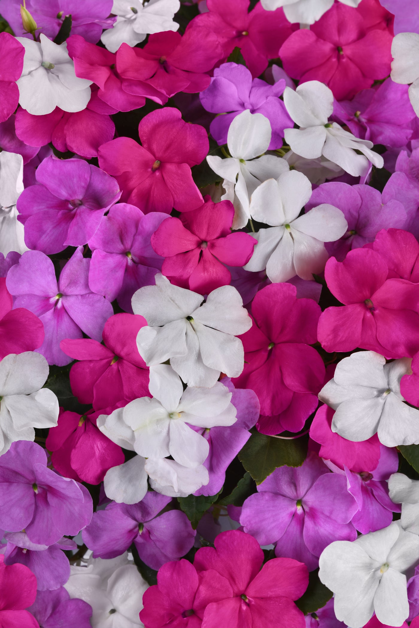 Beacon Chicago Mix Impatiens Flat