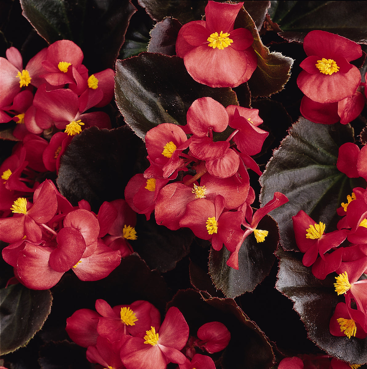 Dark Leaf Scarlet Begonia Flat