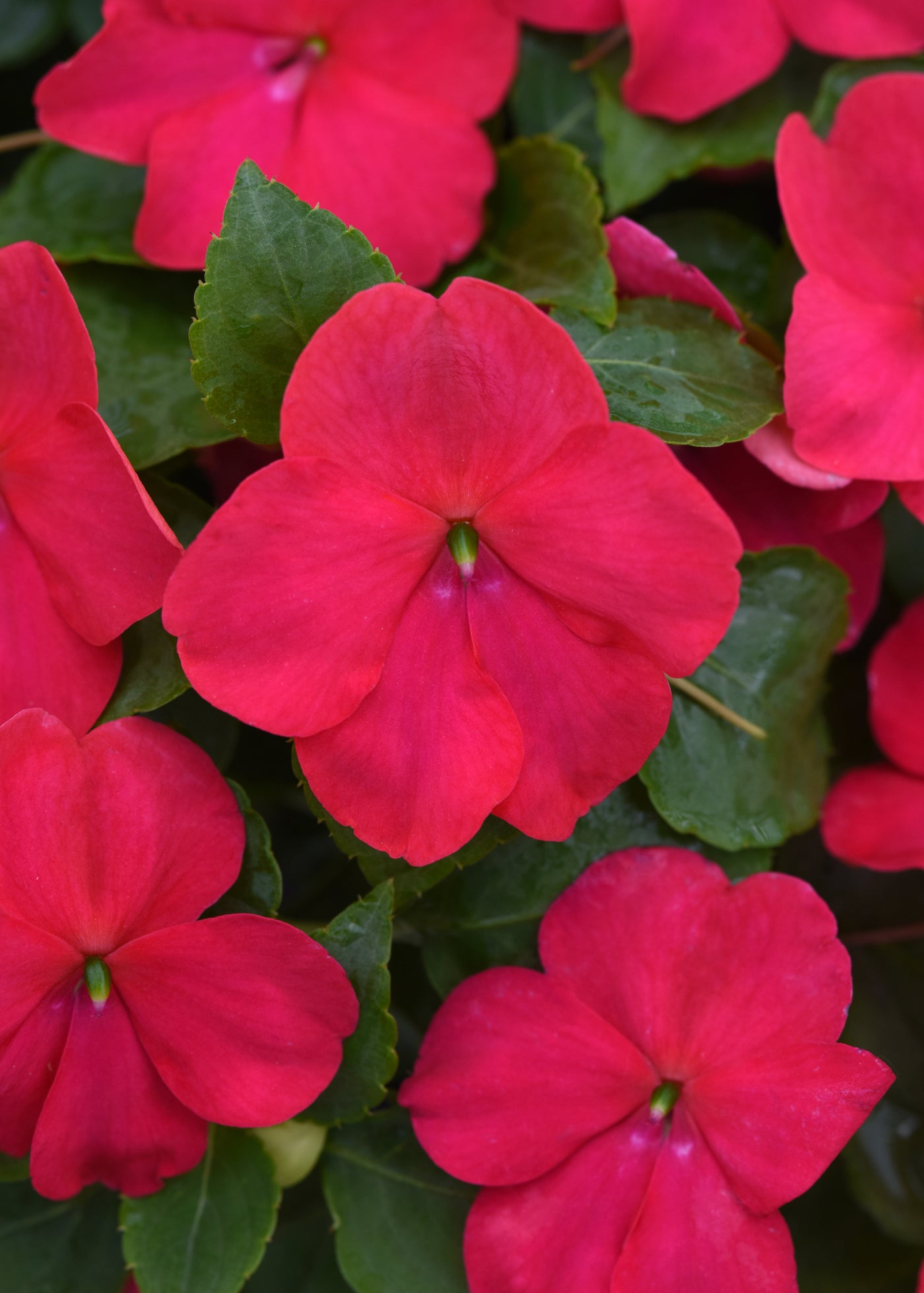 Beacon Lipstick Impatiens Flat