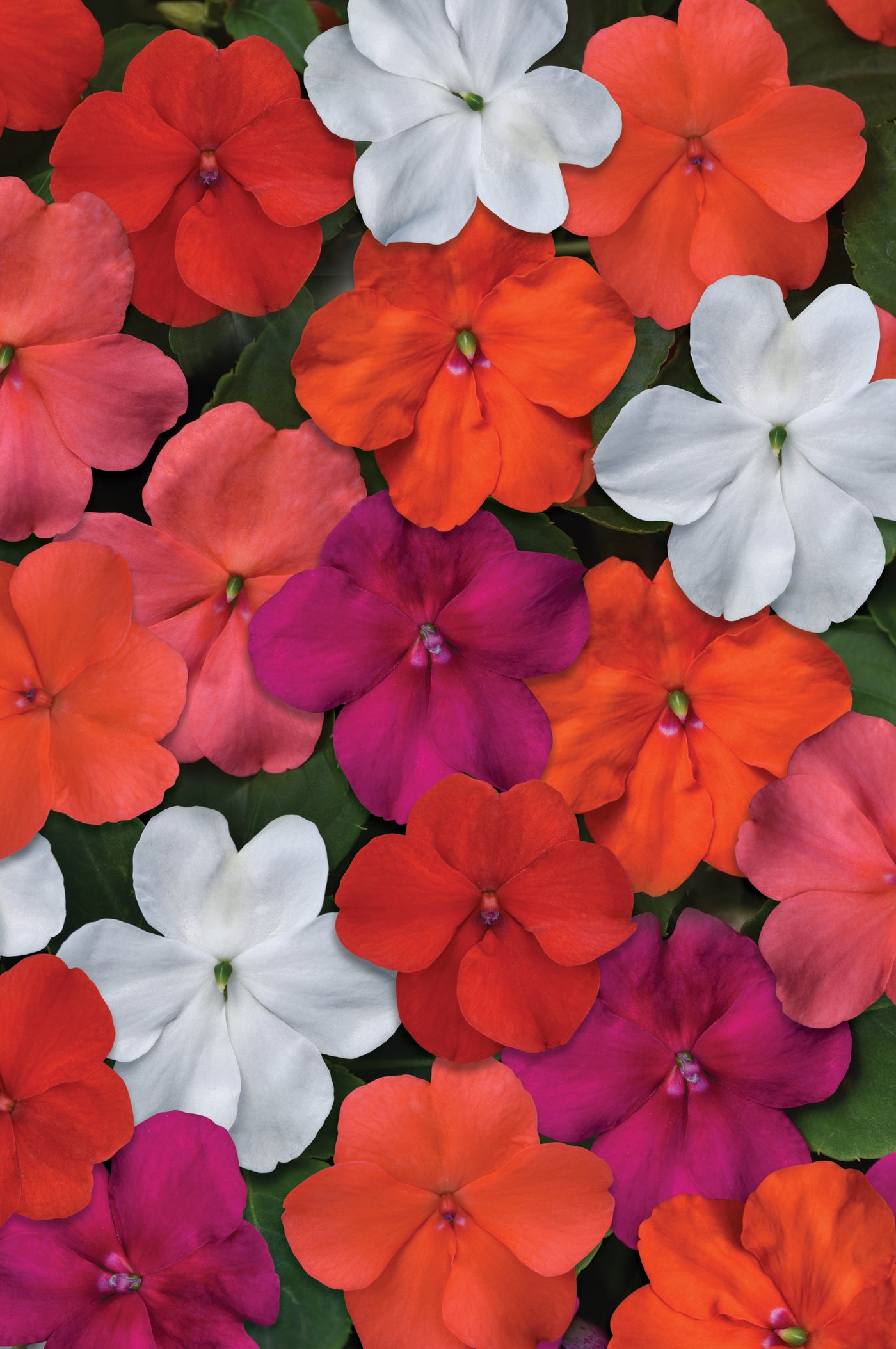 Beacon Mix Impatiens Flat